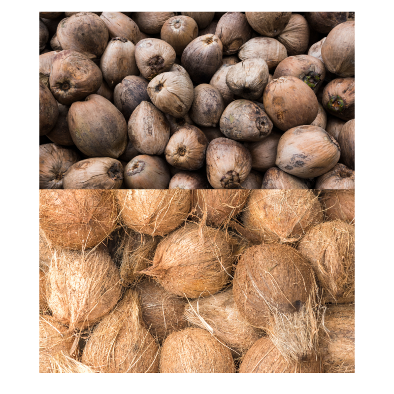 Coconuts