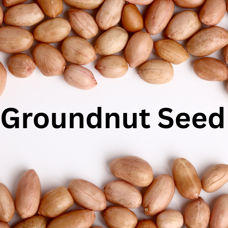 Groundnut Seeds